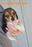 Ndbw beagle puppies for sale