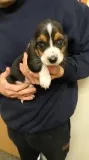 Bbv basset hound puppies