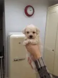Rrtg beautiful bichon frise puppies