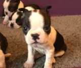 Xcds stunning boston terriers