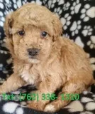 Jltb mini/toy poodle puppies for sale