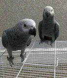  hand reared female african grey baby