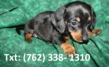 Qudhi miniature dachshund puppies