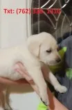 Byrh labrador retriever puppies for sale