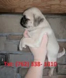 Ntkm pug puppies for sale