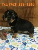 Hsku miniature dachshund puppies for sal