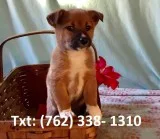 Swpn shiba inu puppies for sale