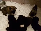 American akita puppies for sale