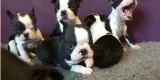 Fcf stunning boston terier puppies