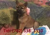 Hcwd shiba inu puppies for sale