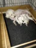 Ghfvrdc bichon frise puppies
