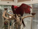 Aaa green winged macaw