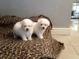 Ssede bichon frise puppies