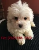 Ytrn maltese puppies for sale