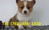 Tkdl pembroke welsh corgi puppies