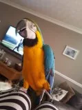 Cccc blue and gold macaw