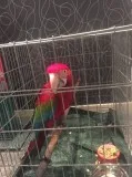 Jjjj scarlet macaw