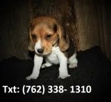 Hakc beagle puppies for sale