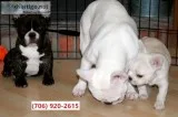 Akc reg french bullies puppies m/f