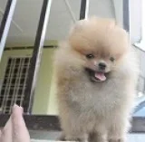 Pomeranian for sale 