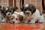 Cute havanese puppy ready to meet new f