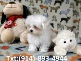 Maltese puppy ready to meet new friends