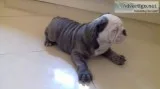 Quality bulldog pups for sale