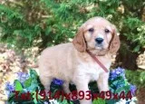 Golden retriever looking for a sweet hom