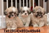 Shihtzu puppy looking for a new home