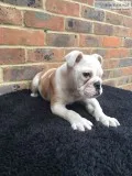Young bulldog pups 