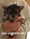 Dnwn yorkshire terrier puppies for sale