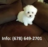 Kryb maltese puppies for sale