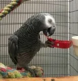 Six thousand dollar reward african greys