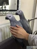 Hand reared silly tame baby african grey