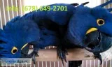 Qedyt hyacinth macaw parrots for sale