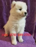 Tbuiw samoyed puppies for sale