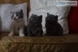 Perfect blue british shorthair kittens