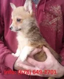 Megd pembroke welsh corgi puppies 