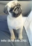 Bywk pug puppies for sale