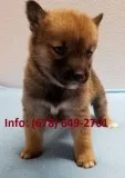 Lknefg shiba inu puppies for sale