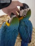 Silly tame baby macaws now ready