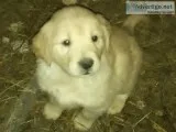 Puppies for sale