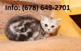 Lgevjak munchkin kittens