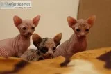 Sweet blue eyes sphynx kittens