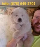 Musb chow chow puppies for sale