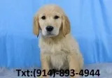 Golden retriever looking for a sweet hom