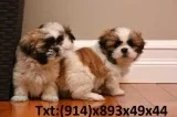 Cute shihtzu puppp looking for new home