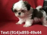 Sweet pomeranian pup looking for new hom