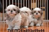Beautifull shihtzu pomeranian puppy look