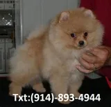 Beautifull pomeranian pup for lovely hom